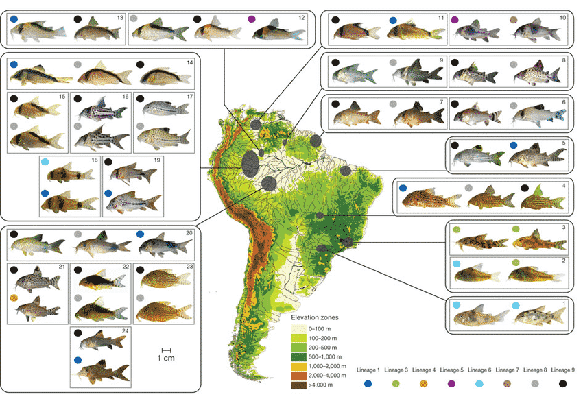 Corydoras Lineage Map: Geographical distribution of mimetic communities