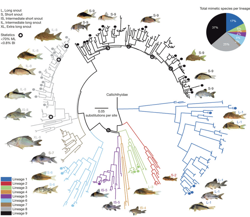 Corydoras Lineage Chart: Phylogenetic relationships of Corydoradinae including co-mimics.