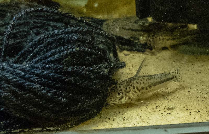 Corydoras sipaliwini adult with spawning mop (CW114), Hoedeman, 1965 - Lineage 9 (ln9), classic short-snouts; Corydoras Zone Aquatics